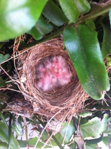 A bird's nest with new born birds