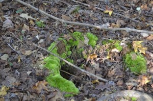 Moss on Ground