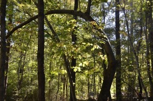 Trees in Siler City, Curved Branch